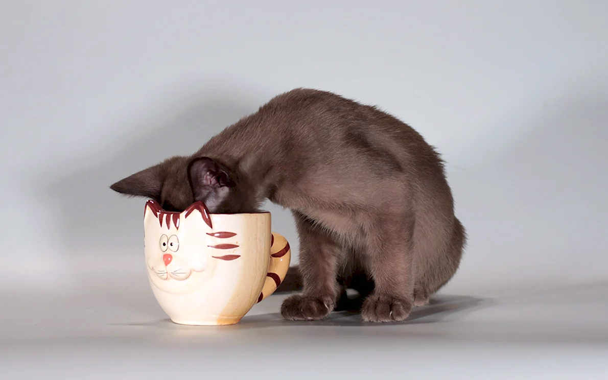 Чашка с кошкой